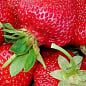 Клубника "Зенга Зенгана" (Senga Sengana) (среднепоздний срок созревания)