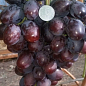 Виноград "Торнадо" (велика гроно до 2500 г, гармонійний смак)