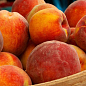 Персик "Валіант" (літній сорт, середній термін дозрівання) купить