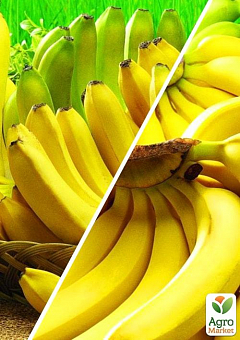 Банан, комплект з 2-х сортів "Яскравий спалах" (Bright flash) 2шт саджанців2