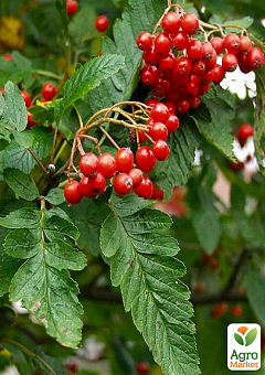 Горобина гібридна Дуболистна (Sorbus quercifolia)1