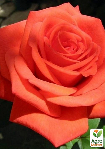 Троянда чайно-гібридна "Аве Марія" (саджанець класу АА +) вищий сорт