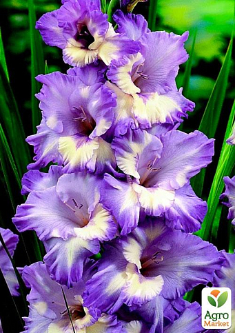 Гладіолус "Blue Frost" 3шт