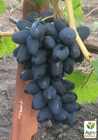 Виноград "Черный Кристалл" (обоеполый, гармоничный вкус,  хрустящая мякоть) - фото 2