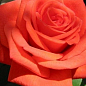 Троянда чайно-гібридна "Аве Марія" (саджанець класу АА +) вищий сорт