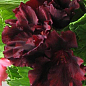 Пеларгонія Королівська Aristo "Black Velvet" (контейнер № 10, висота 10-20 см) цена