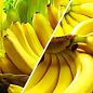 Банан, комплект из 2-х сортов "Яркая вспышка" (Bright flash) 2шт саженцев