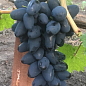 Виноград "Черный Кристалл" (обоеполый, гармоничный вкус,  хрустящая мякоть) купить