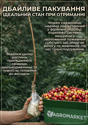 Черешня рожева "Райнер" (великоплідний сорт, пізній термін дозрівання) - фото 3