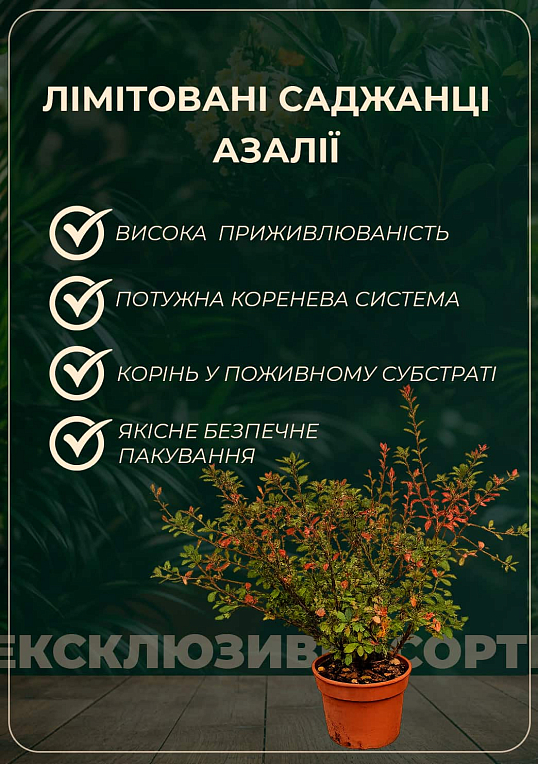 Азалия 2-х летняя "Mandarin Lights" С1 высота 25-50см - фото 5