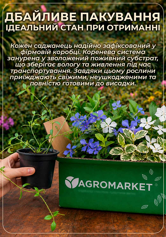 Барвинок малый "Blue and Gold" вазон С1.5