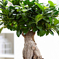 Фикус  "Ginseng Retusa" (Бонсай)