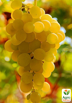Виноград "Алиготе" (французский винный сорт)9
