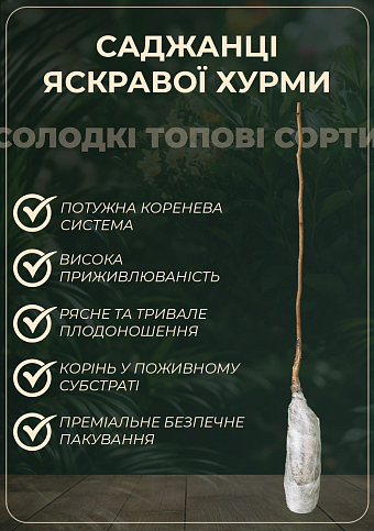 Ексклюзив! Хурма бурштинова "Гігант" (Giant) (преміальний, великоплідний сорт, на віргінській  підщепі) - фото 3