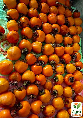 Хурма на віргінській морозостійкій підщепі  "Волове серце" вищий сорт! - фото 5