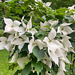 Дерен Коуза (Cornus kousa) Кизил Японский