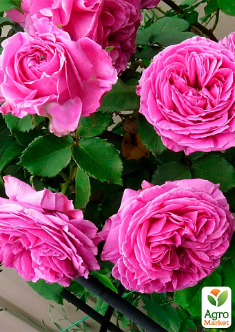 Троянда в контейнері плетиста "Pink Mushimara" (саджанець класу АА+) - фото 2