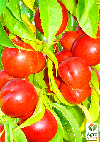 Нектарин "Флейвор Топ" (летний сорт, средний срок созревания) - фото 4