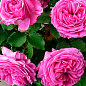 Роза в контейнере плетистая "Pink Mushimara" (саженец класса АА+) купить