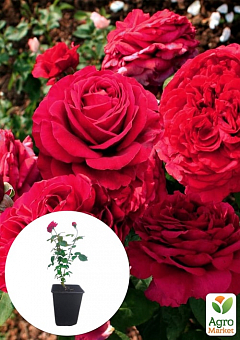 Троянда в контейнері флорибунда "La Rose des 4 Vents" (саджанець класу АА+)1