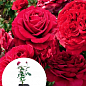 Троянда в контейнері флорибунда "La Rose des 4 Vents" (саджанець класу АА+)