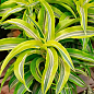 LMTD Драцена "Lemon Lime" (висота 20-30см) 