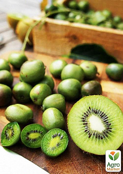 Actinidia