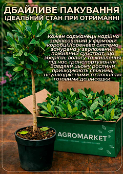 LMTD Лавр вічнозелений пишний кущ 6-ти річний "Laurus nobilis" (висота 80-120см)8