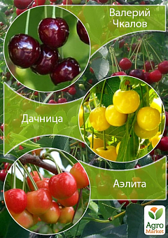 Дерево-сад Черешня "Валерій Чкалов + Дачниця + Аеліта"1