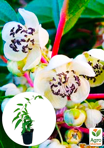 Актинидия коломикта "Адам"(опылитель, морозостойкий сорт)