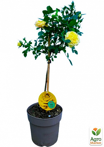LMTD Роза на штамбе цветущая 3-х летняя "Royal Yellow" (укорененный саженец в горшке, высота50-80см) - фото 2