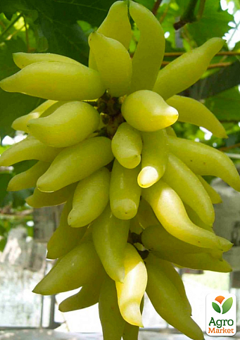 Виноград "Голд Фінгер" (карамельно-фруктовий смак, ранній сорт японської селекції)