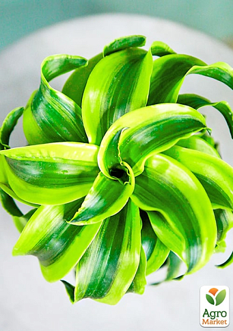 LMTD Драцена "Tornado" (висота 20-30см) - фото 6