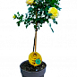 LMTD Троянда на штамбі квітуча 3-х річна "Royal Yellow" (укорінений саджанець у горщику, висота50-80см) купить