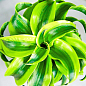LMTD Драцена "Tornado" (висота 20-30см)