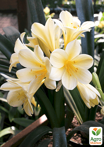 Кливия "Clivia Citrina" (вечнозеленое многолетнее комнатное растение) - фото 7