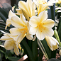 Кливия "Clivia Citrina" (вечнозеленое многолетнее комнатное растение)