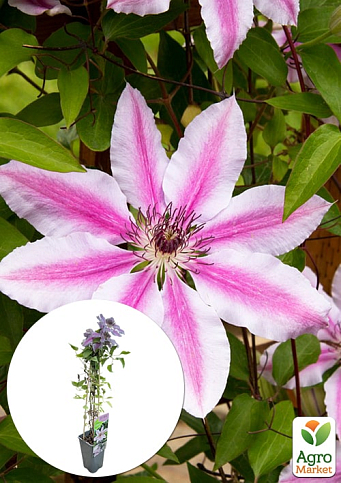 LMTD Клематис 2-х летний "Nelly Moser" (высота 40-60 см)