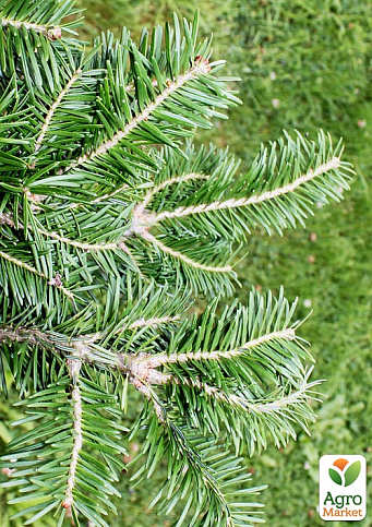Ялиця бальзамічна "Казковий сад" (Fairy Garden) горщик P9 - фото 3
