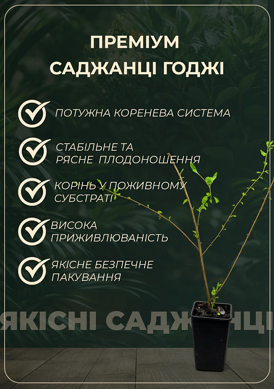 Эксклюзив! Годжи ярко-алые "Целебный" (Healing) (премиальный болезнеустойчивый сорт, неприхотлив в уходе) - фото 2