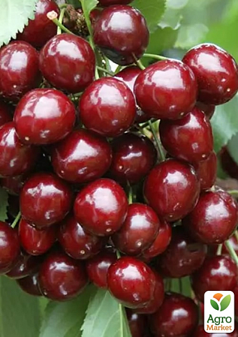 Черешня "Світ Валентайн" (літній сорт, пізній термін дозрівання) - фото 2