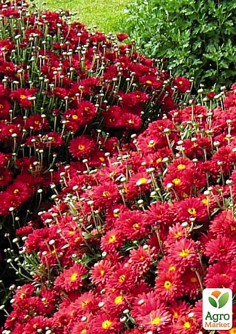 Хризантема мультифлора шарообразная "Staviski Red" 