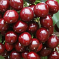 Черешня "Світ Валентайн" (літній сорт, пізній термін дозрівання) купить