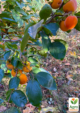 Хурма на виргинском морозостойком подвое "Виргинская крупноплодная" высший сорт! - фото 5