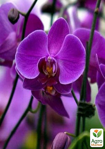 Орхидея (Phalaenopsis) "Purple" - фото 3
