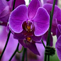 Орхидея (Phalaenopsis) "Purple" цена