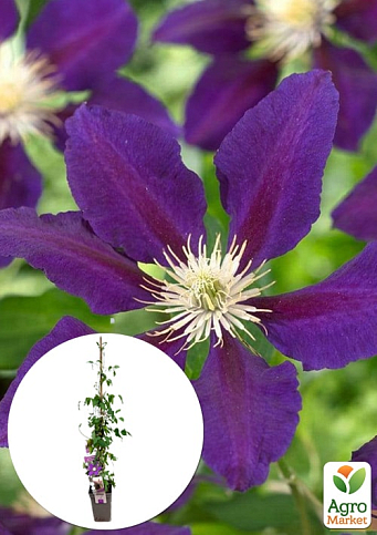 LMTD Клематіс 3-х річний "The Vagabond" (висота 60-80 см)