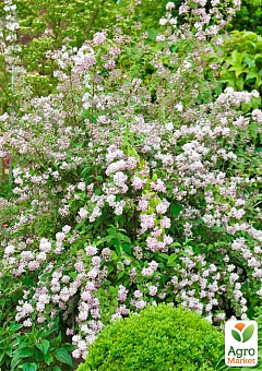 Дейція гібридна "Mont Rose"9