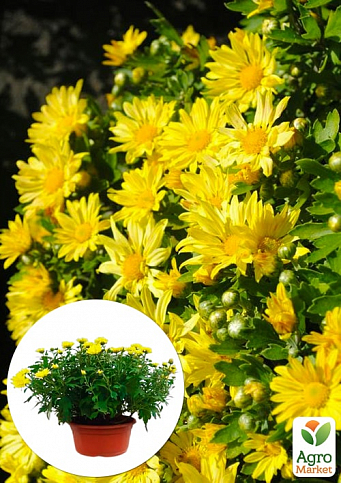 Хризантема Садовая "Yellow Chamomile" (высота 30-50см)