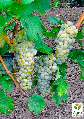 Виноград вегетирующий винный "Йоханитер"  - фото 2